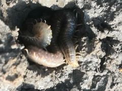 Henia vesuviana