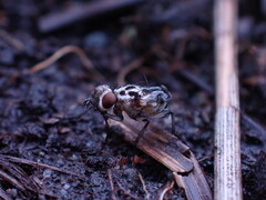 Anthomyia procellaris