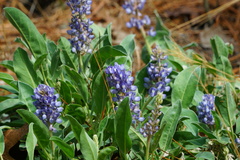 Lupinus diffusus