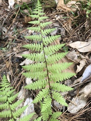 Athyrium asplenioides