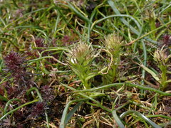 Triphysaria versicolor versicolor