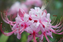 Rhododendron prinophyllum