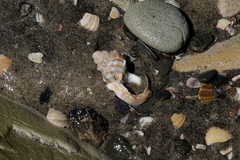 Struthiolaria papulosa