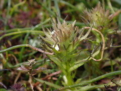 Triphysaria versicolor versicolor