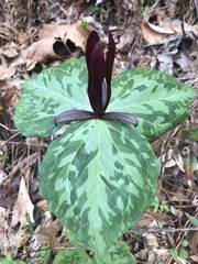 Trillium maculatum