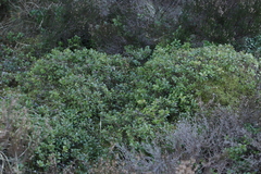 Arctostaphylos uva-ursi