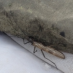 Taeniopteryx hubaulti