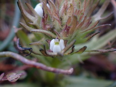 Triphysaria versicolor versicolor