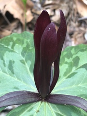 Trillium maculatum