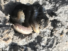 Henia vesuviana