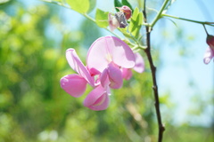 Robinia hispida