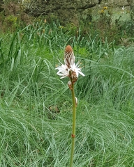 Asphodelus albus