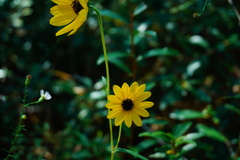 Coreopsis leavenworthii
