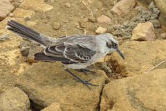 Mimus melanotis
