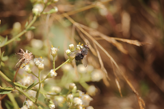 Archytas pilifrons