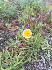 Layia platyglossa
