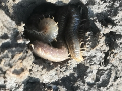 Henia vesuviana