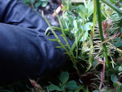 Microseris bigelovii