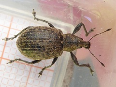 Liophloeus tessulatus