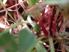 Microseris bigelovii