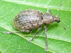 Liophloeus tessulatus