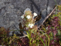 Triphysaria versicolor versicolor