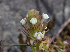 Triphysaria versicolor versicolor