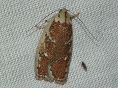 Euchaetis rhizobola