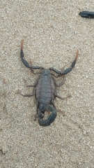 Androctonus