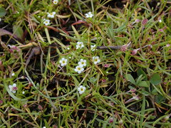 Plagiobothrys scouleri