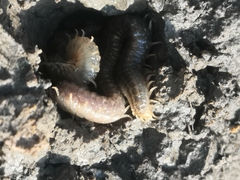 Henia vesuviana