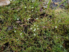 Plagiobothrys scouleri