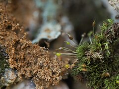 Weissia brachycarpa