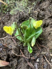 Viola rotundifolia