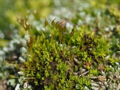 Weissia condensa
