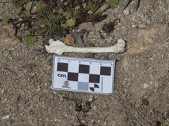 Oryctolagus cuniculus