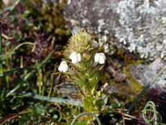 Triphysaria versicolor versicolor