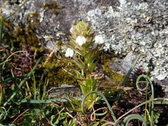Triphysaria versicolor versicolor