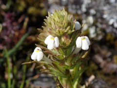 Triphysaria versicolor versicolor