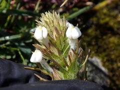 Triphysaria versicolor versicolor