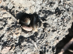 Henia vesuviana