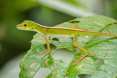 Anolis gemmosus