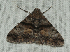 Gastrinodes argoplaca