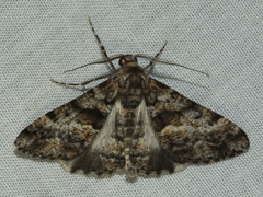 Gastrinodes argoplaca