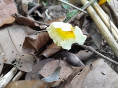 Amphilophium crucigerum