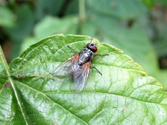 Emmesomyia