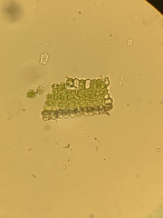 Polytrichum pallidisetum