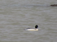 Mergus merganser merganser