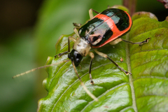 Paratriarius