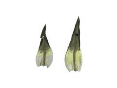 Weissia condensa